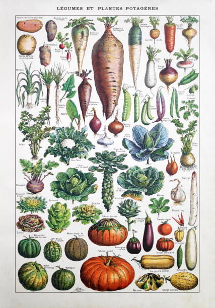 19th century illustration about garden vegetables Old illustration about garden vegetables by Adolphe Philippe Millot printed in the french dictionary "Dictionnaire complet illustré" by the editor Larousse in 1889. the past illustrations stock illustrations