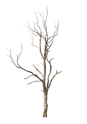 Dead tree in white background in Thailand