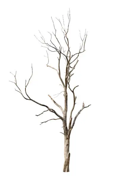 Photo of Dead tree in white background in Thailand