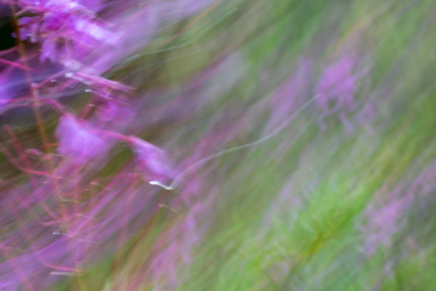 istock Rocky Mountain wildflowers 1177250726
