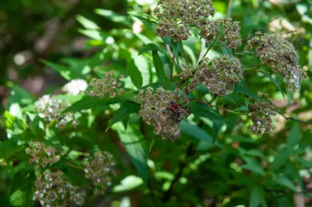 red and black firebug, pyrrhocoris apterus, sitting on wilted flower head of a meadowsweet shrub