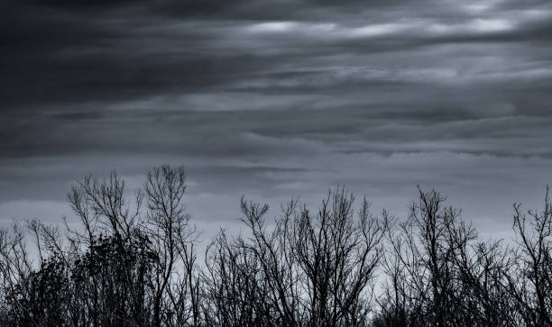 silhouette toten baum und zweig auf grauem himmel hintergrund. schwarze äste des baumes. natur textur hintergrund. künstlerischer hintergrund für traurig, tot, einsam, hoffnungslos und verzweiflung. halloween-tag hintergrund. - lamentation stock-fotos und bilder