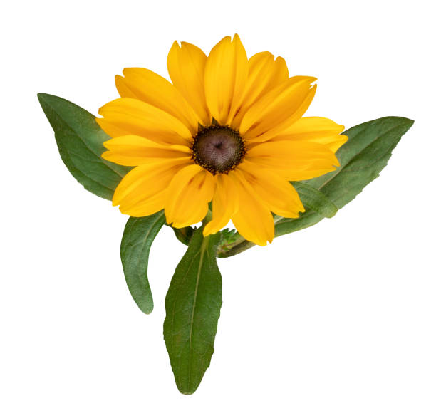 istock Yellow Daisy isolated on white background, including clipping path. 1177253681