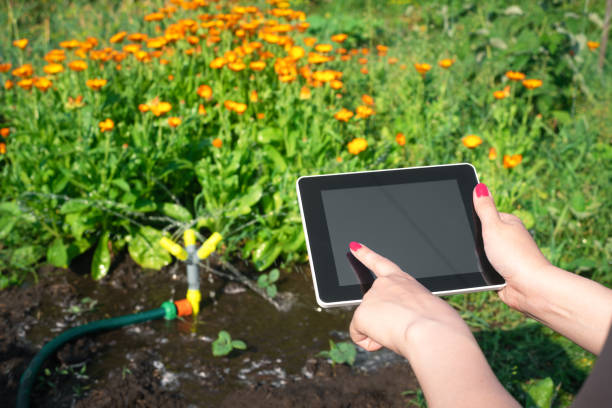 Smart garden. Smart garden concept. Woman is holding in hand a blank screen tablet computer on a garden sprinkler background. splash screen stock pictures, royalty-free photos & images