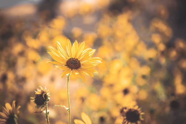 istock Sunflower field on a sunnyday - rustic edit 1177255583