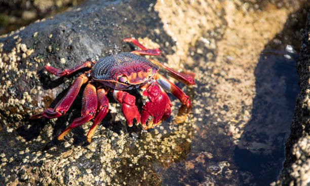 istock Grapsus adscensionis - Moorish crab, Lanzarote 1177255969