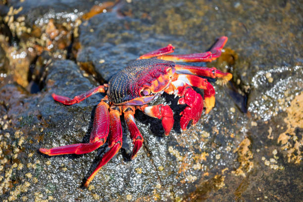 istock Grapsus adscensionis - Moorish crab, Lanzarote 1177256000