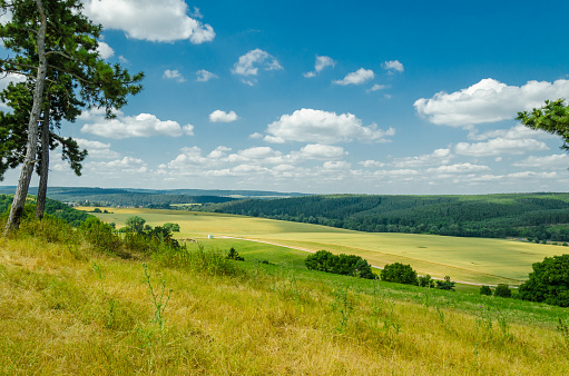 landscape with view to valley and pines in summer