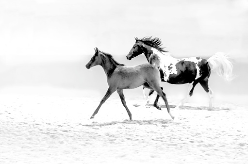 horses and foal galloping - monochrome, sepia, vintage