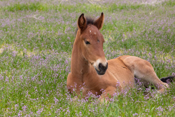 istock Cute Wild Horse Foal in Utah in Spring 1177258465