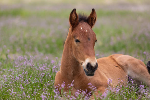 istock Cute Wild Horse Foal in Utah in Spring 1177258467