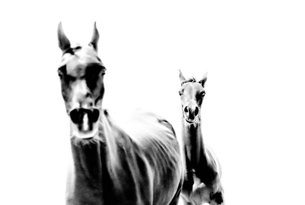 istock horse and foal galloping - monochrome, vintage, minimalism 1177258469