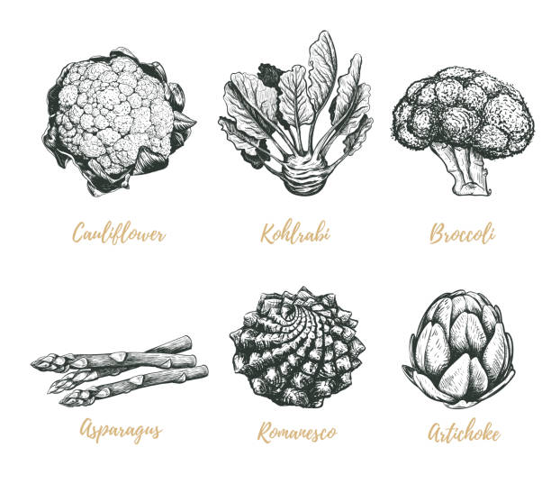 Vegetables collection vector illustration. Vegetables sketch drawing. Vegetables collection vector illustration. Vegetables sketch drawing. Artichoke stock illustrations