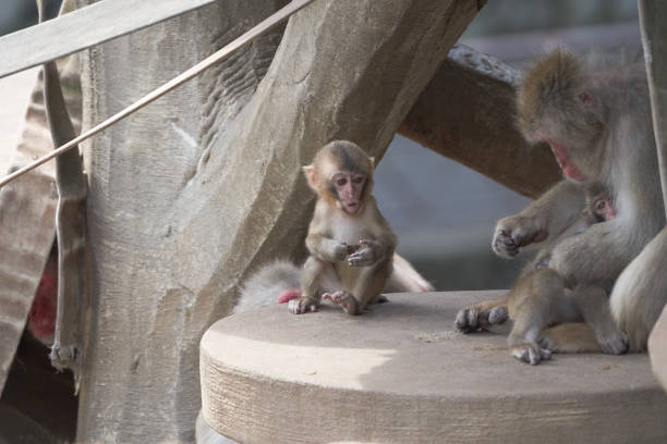 cute looking kids of rhesus macaque playing inside caged enclosure of Sajnekhali Wildlife Sanctuary camp. Taken at Sundarbans, habitat to large number of flora and fauna.