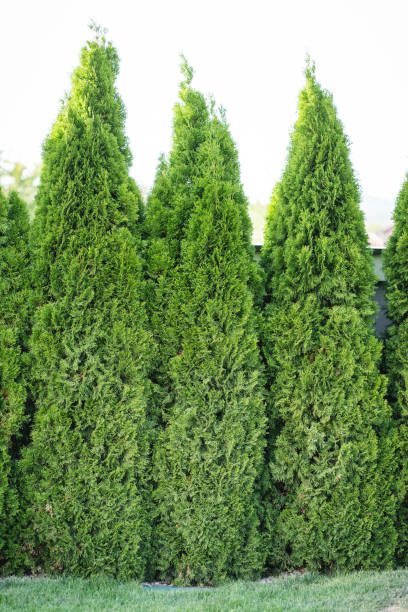 140+ Green Giant Arborvitae Stock Photos, Pictures & Royalty-Free