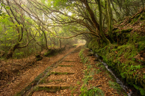 istock Green lush landscape around Levada dos Cedros, Madeira 1177261649