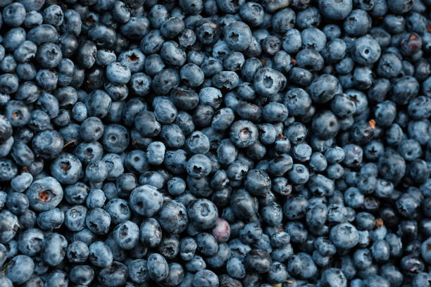 istock Ripe and juicy fresh picked blueberries closeup 1177261680