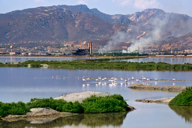 Flamingos in the salt flats of San Pedro del Pinatar