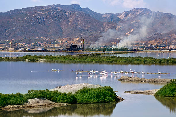 fenicotteri санта-гилла - salinas стоковые фото и изображения