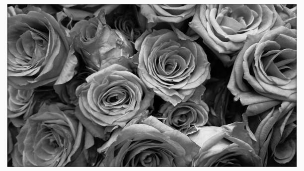 Roses in Black and White Group of Roses.  iPhone black and white rose stock pictures, royalty-free photos & images