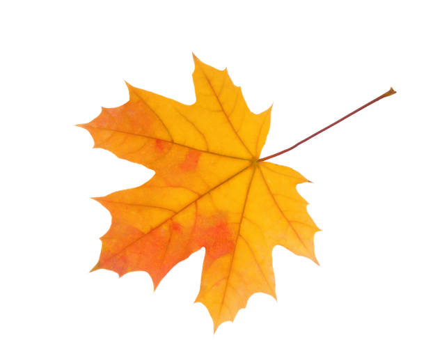 istock Autumn orange Maple leaf isolated on white background. 1177262559