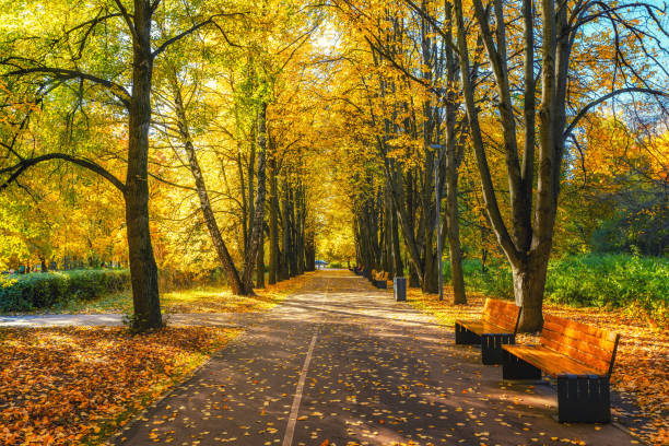 istock Alley in vibrant autumn park 1177263260