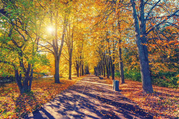 istock Alley in vibrant autumn park 1177263281