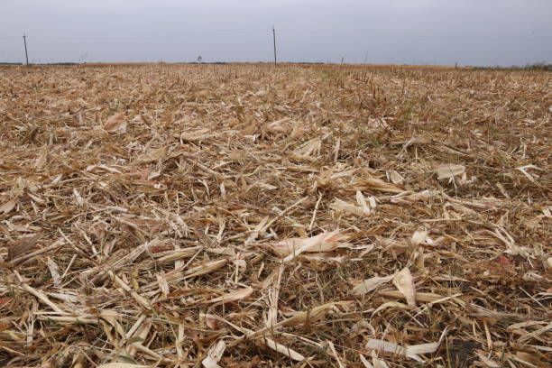 istock Agricultural field after harvesting corn. 1177263417