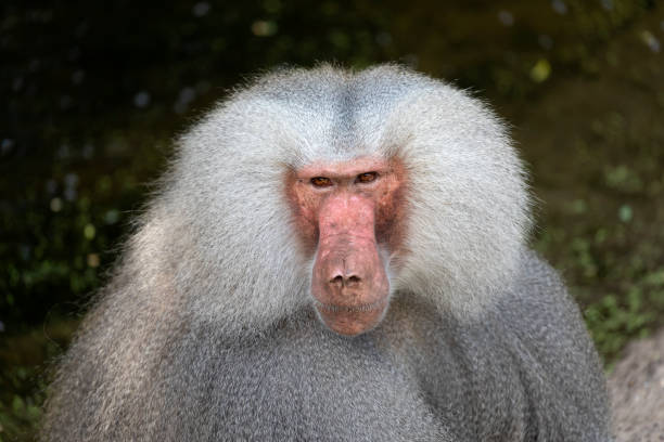 istock Adult Male Hamadryas Baboon 1177263567