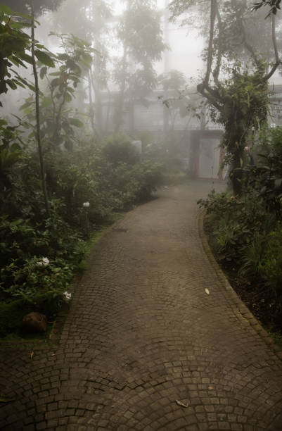 istock Cobblestone road in the forest 1177263746