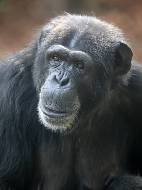 istock A Chimpanzee animal close up 1177264236