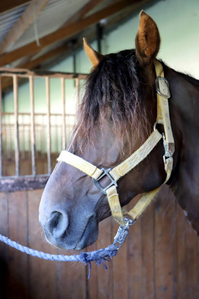 istock Beautiful young curious horse standing in the stable. 1177265340