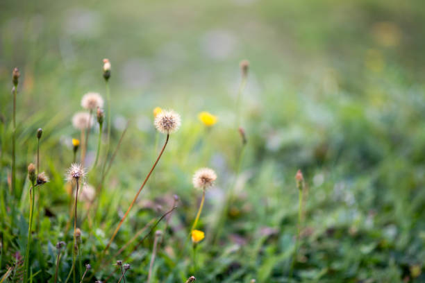 Wild grass and flowers selective focus nature abstract background