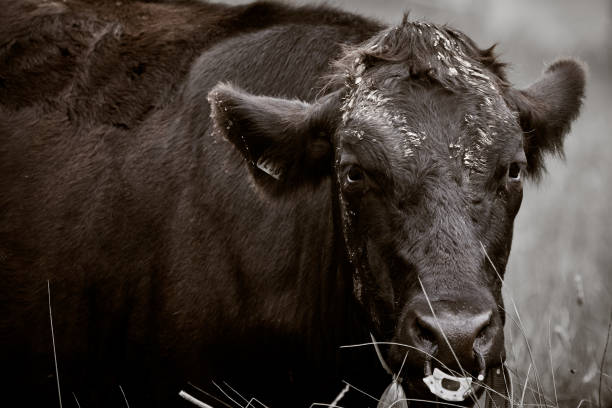 istock One brown bull with a nose ring on a meadow in nature 1177265592