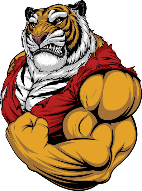 illustrazioni stock, clip art, cartoni animati e icone di tendenza di feroce tigre forte bodybuilder - tiger roaring danger power