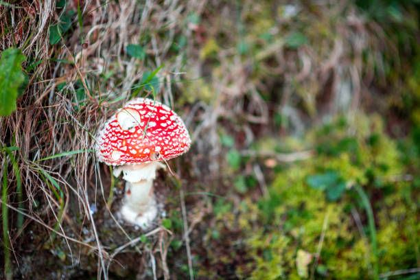 Amanita muscaria (fly agaric, fly amanita)