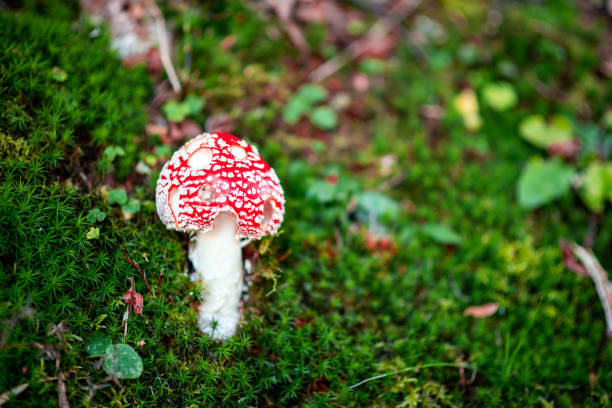 Amanita muscaria (fly agaric, fly amanita)