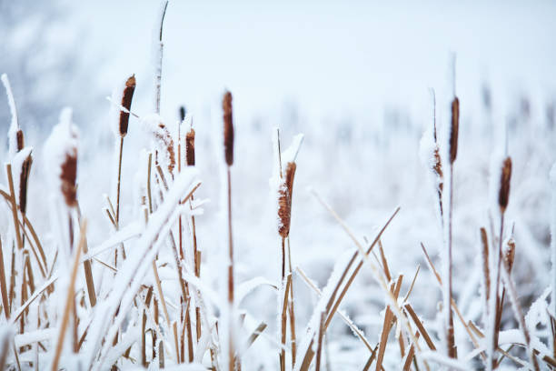 Nature in winter. Cattails in snow