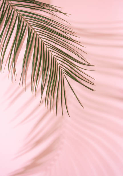 istock Summer beach day scene with tropical plams shadow on pink background. 1177267451