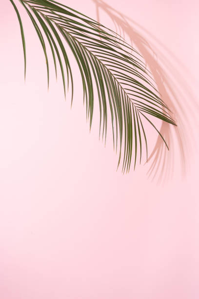 istock Summer beach day scene with tropical plams shadow on pink background. 1177268129