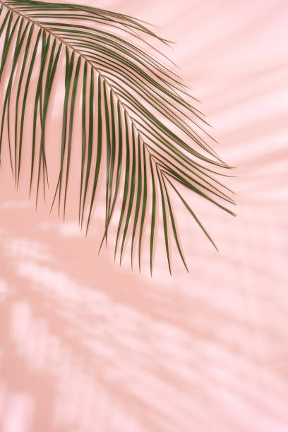 istock Summer beach day scene with tropical plams shadow on pink background. 1177268201