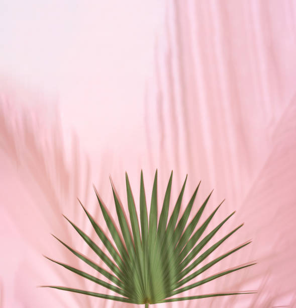 istock Summer beach day scene with tropical plams shadow on pink background. 1177268213