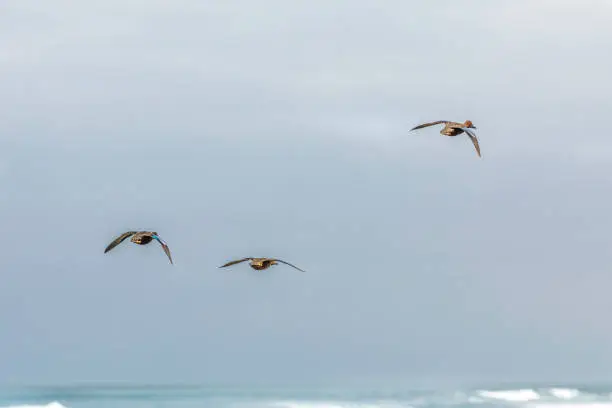 Photo of Red-crested pochard ducks  flying at Lluta river wetlands natural reserve at north Chile an amazing wildlife for birdwatching. Awe wild life scene with the colorful plumage of the male and female duck