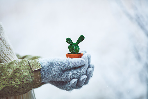 Gloved hands holding tiny cactus plant in snowy setting