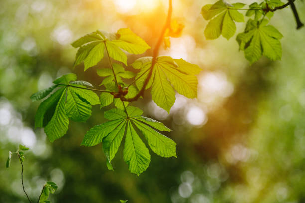 istock Close-up of fresh green leafs 1177269183