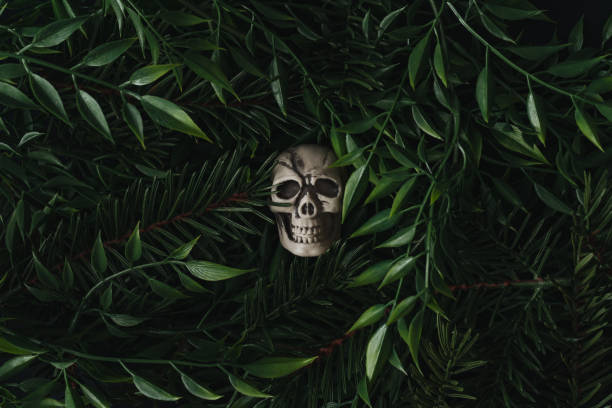 Flat lay. Spooky nature concept.