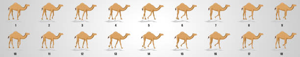 illustrations, cliparts, dessins animés et icônes de came marche cycle animation séquence - chameau