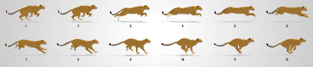 cheetah run цикл анимации последовательность - mountain lion undomesticated cat big cat animal stock illustrations