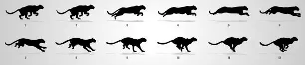Vector illustration of Cheetah Run cycle animation Sequence