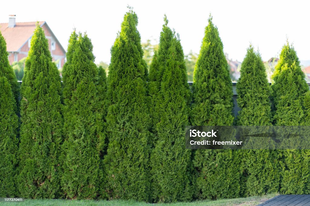 Green hedge of thuja trees American Arborvitae Stock Photo